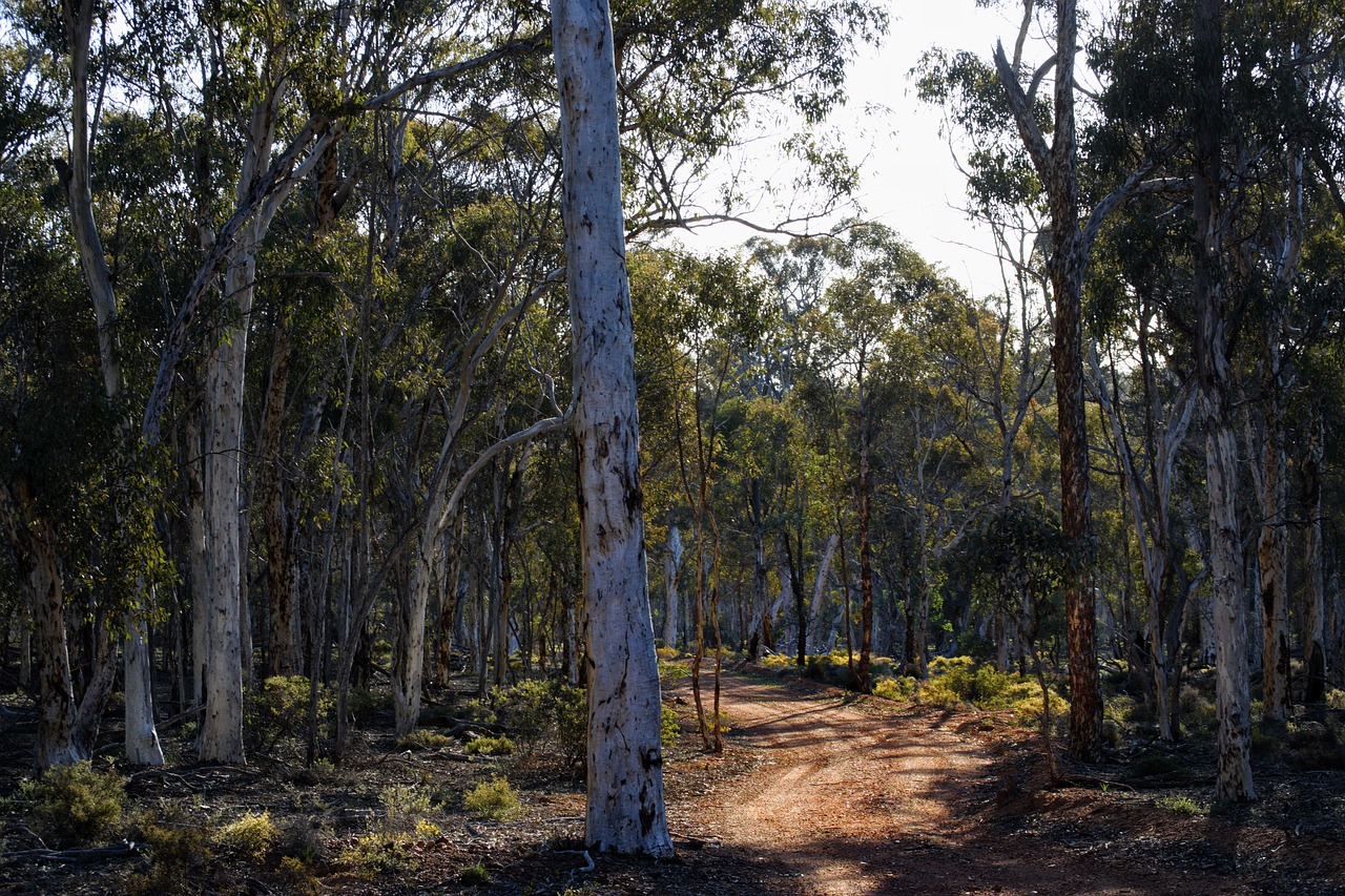 Woodlands Woodlands
