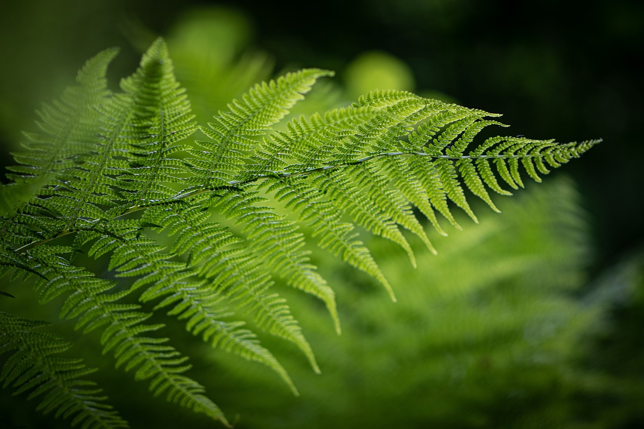 Fern Tree
