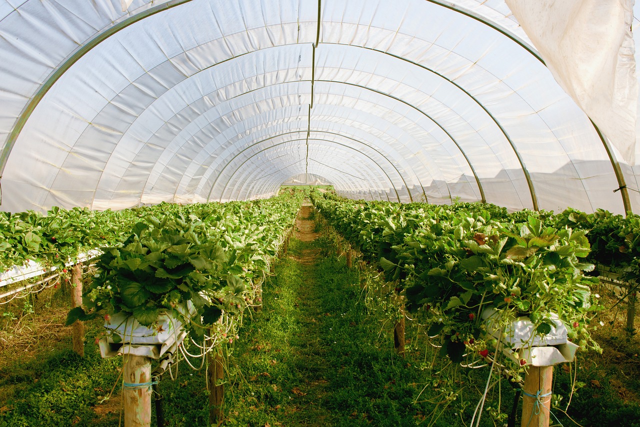 Green House