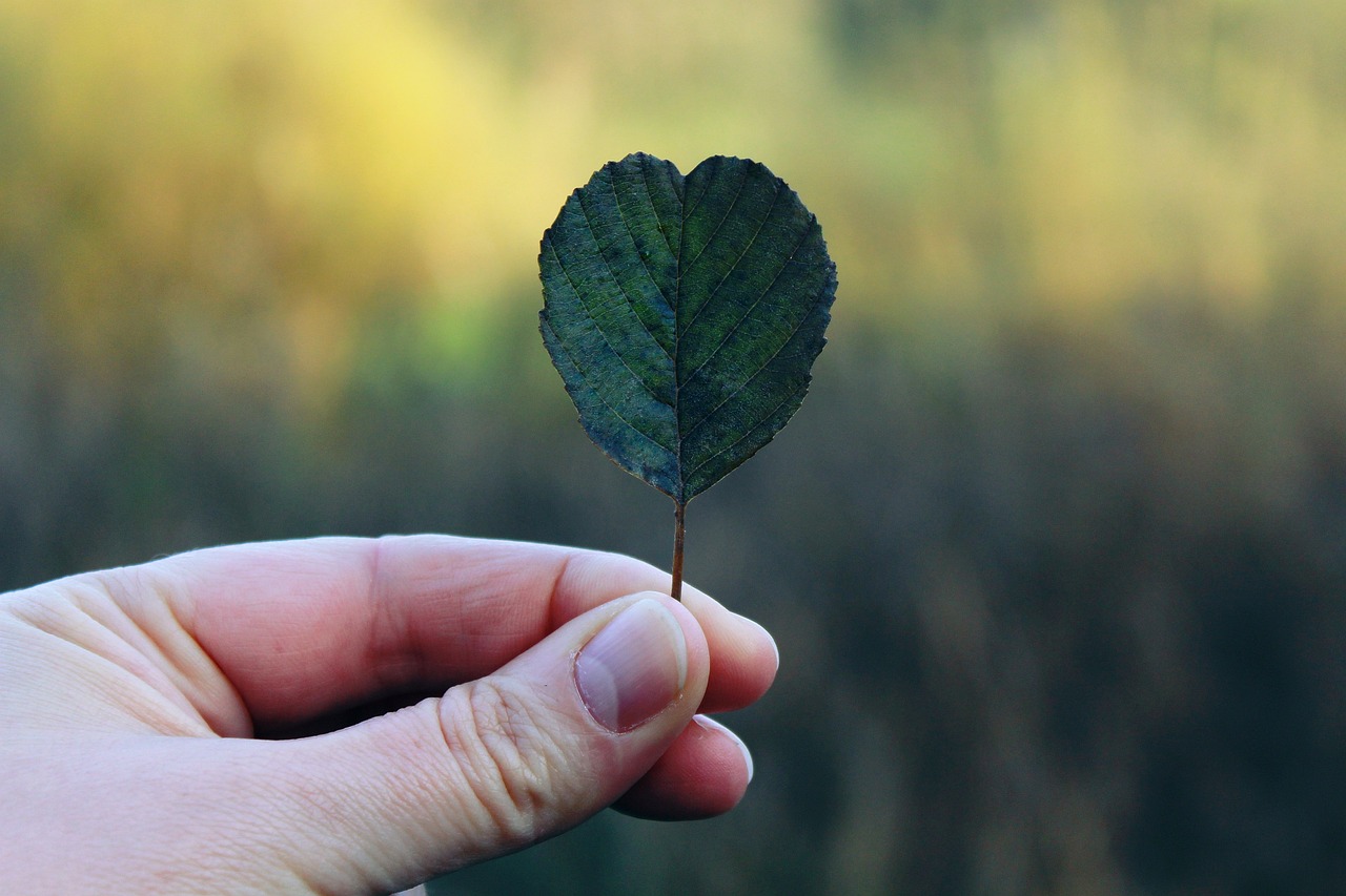 Carbon Offset