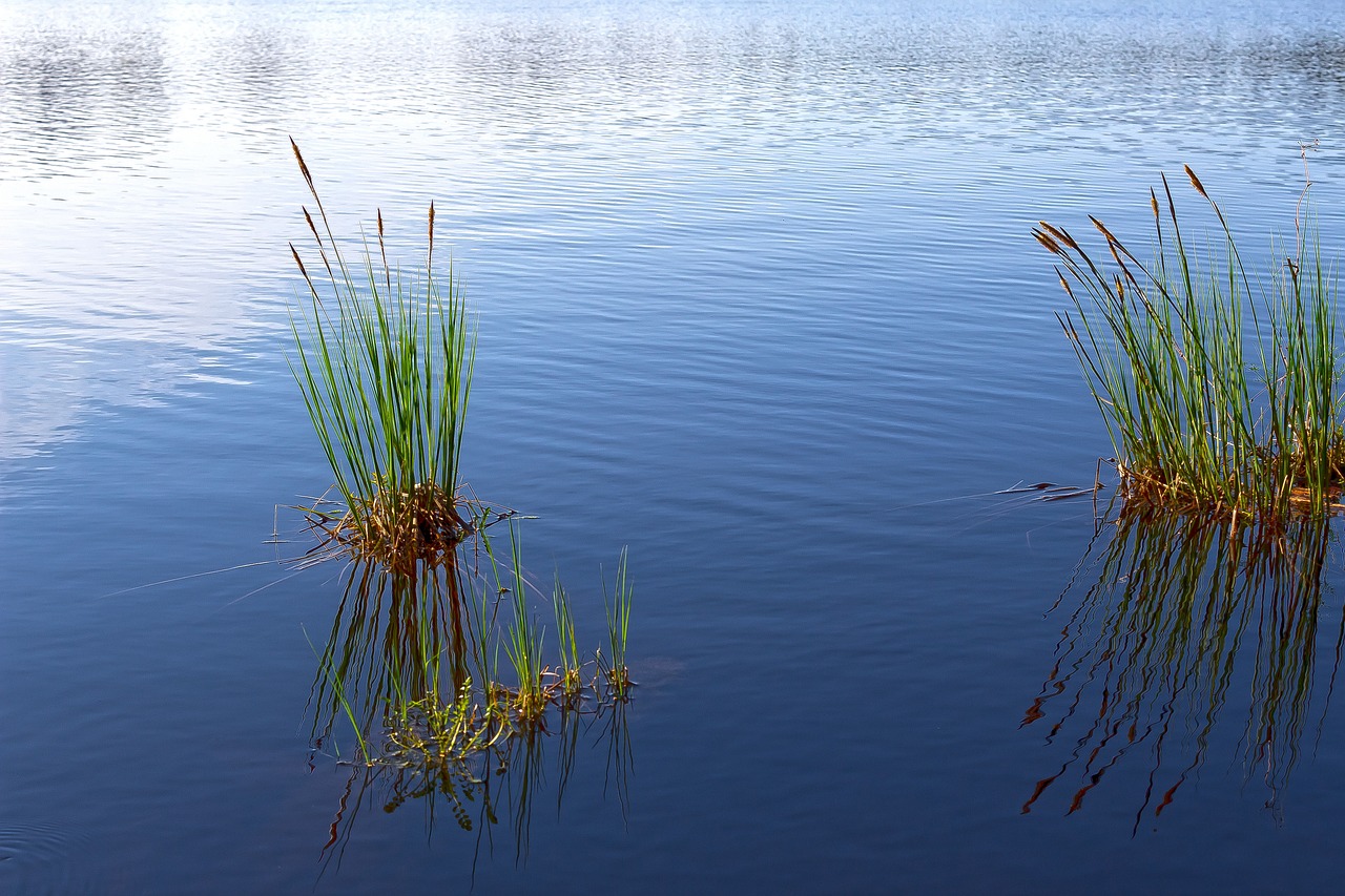 Sea Grass