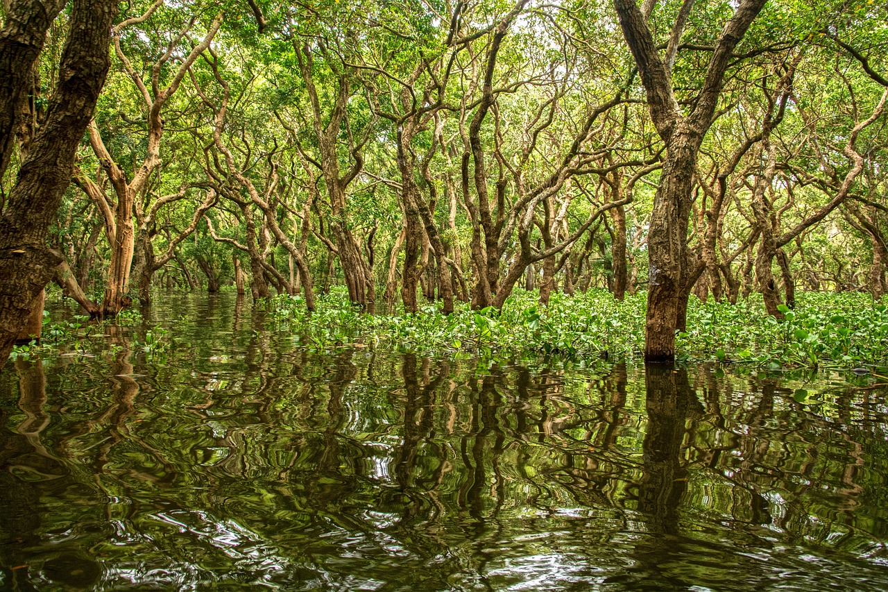 Mangroves