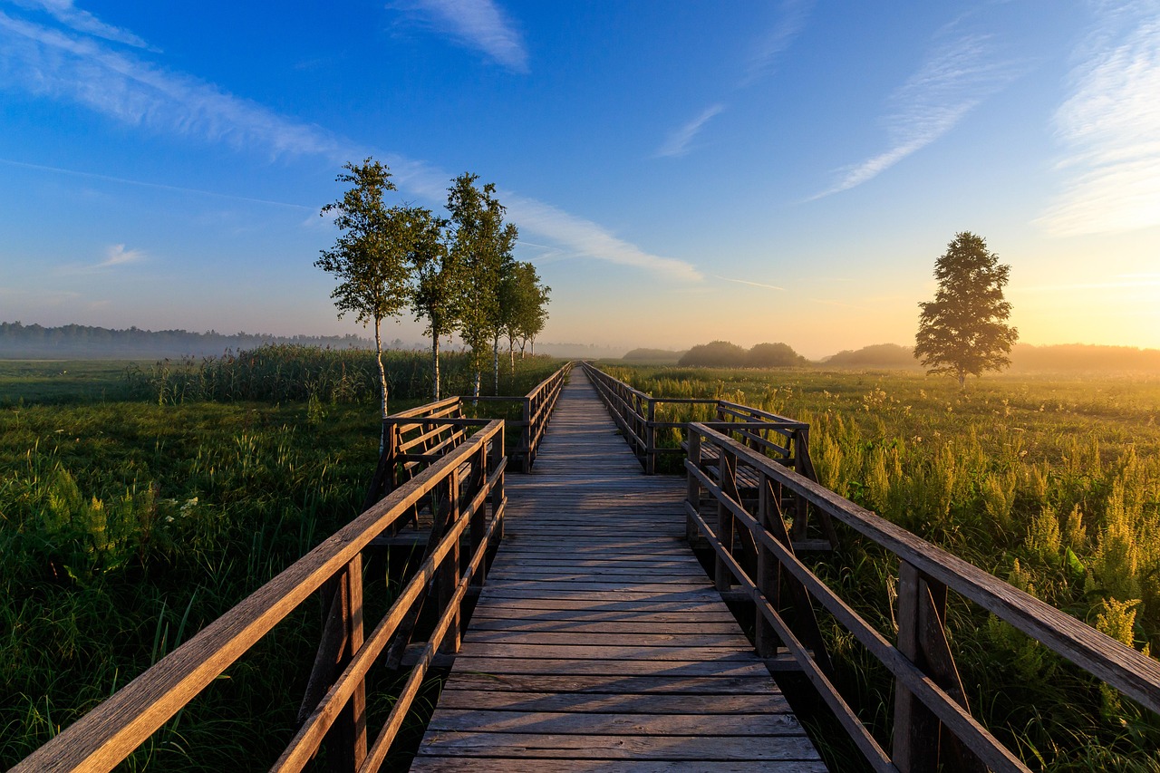 Wetlands Wetlands