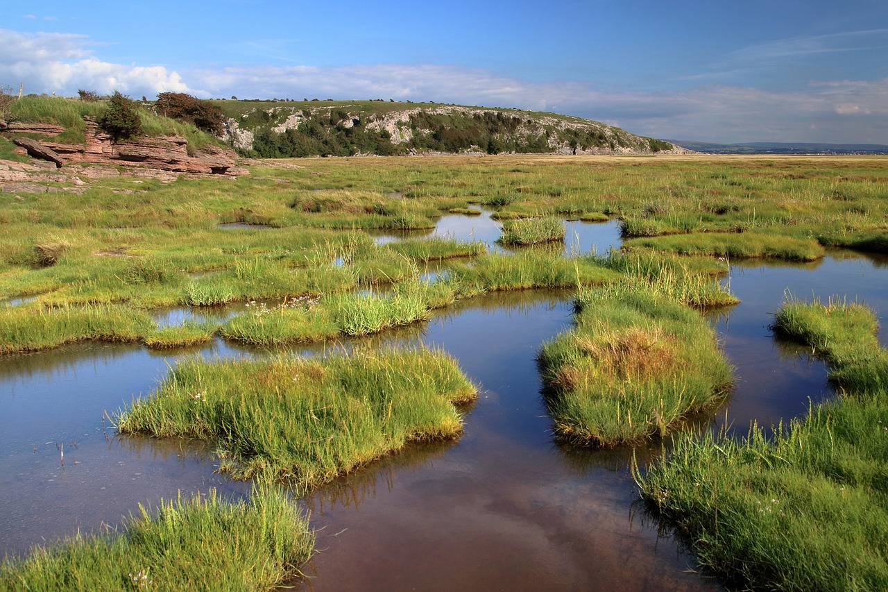 Tidal Marshes