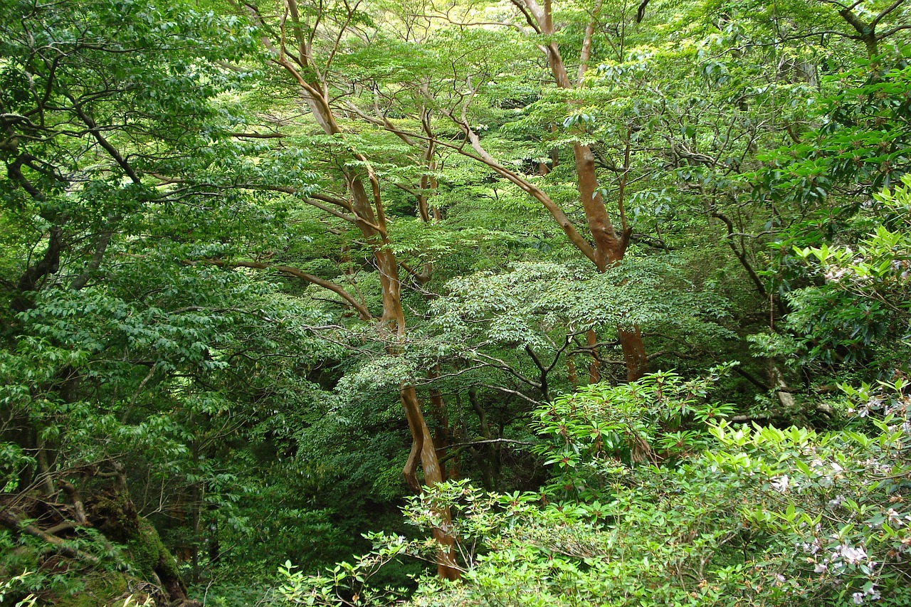 Green Forest